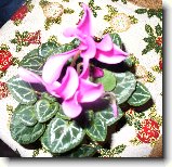 Foto:v�noce07:a et� sem dostala brambo��k