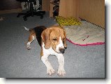 Foto:P�r nov�ch fote�ek: