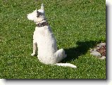 Foto:16.4.2007:m� nejmilej�� �innost....kouk�n� po sousedech