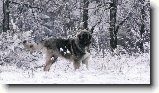 Foto:V�no�n� z�vod psovod� !!! 1 ��st .: