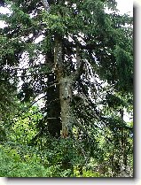 Foto:RADHO:nae krsy prody