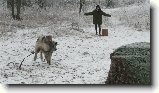 Foto:V�no�n� z�vod psovod� !!! 2 ��st .: