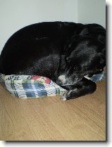 Foto:Zv��ec� Miss Word:Rex v ko�i��m pel�ku(od Ka�ky.J)