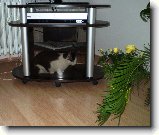 Foto:Zv��ec� Miss Word:Micky ukryt od (Ka�ky.J)