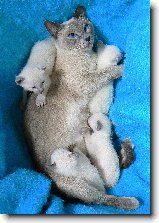 Foto:SIAMSK A THAJSK KOTKA 2008: