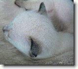 Foto:SIAMSK A THAJSK KOTKA 2008: