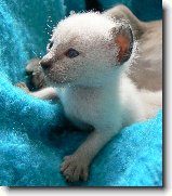 Foto:SIAMSK A THAJSK KOTKA 2008: