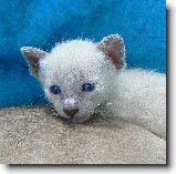 Foto:SIAMSK A THAJSK KOTKA 2008: