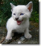 Foto:SIAMSK A THAJSK KOTKA 2008: