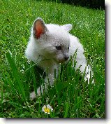 Foto:SIAMSK A THAJSK KOTKA 2008: