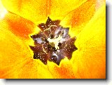 Foto:U� za��n� l�to:Tulip�n