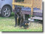 Foto:T�bor se psem:):puf a geezer