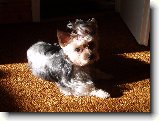 Foto:Fotky z ledna 2007: