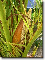 Foto:OSTROV DJERBA:PLOD PALMY