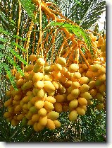 Foto:OSTROV DJERBA:FKY