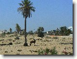 Foto:OSTROV DJERBA: