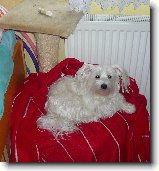 Foto:Listopad:Neni to pro koiky..?