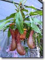 Foto:FLRA OLOMOUC 2009: