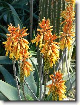 Foto:FLRA OLOMOUC 2009: