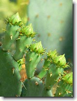 Foto:FLRA OLOMOUC 2009: