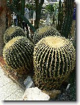 Foto:FLRA OLOMOUC 2009: