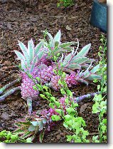 Foto:FLRA OLOMOUC 2009: