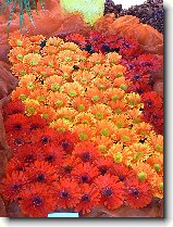 Foto:FLRA OLOMOUC 2009: