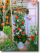 Foto:FLRA OLOMOUC 2009: