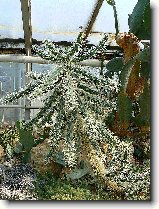 Foto:FLRA OLOMOUC 2009: