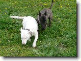 Foto:Odlou�en�:Co za mnou furt chod�???