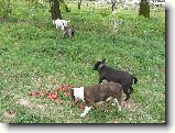 Foto:Odlou�en�:Bul�ci al� koza...