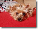 Foto:Fotky z �ervna 2008:
