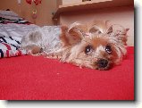 Foto:Fotky z �ervna 2008: