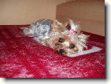 Foto:Fotky z �ervna 2008: