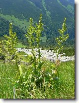 Foto:VYSOK A NZK TATRY:kchavice lobelova