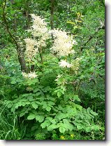 Foto:VYSOK A NZK TATRY:udata lesn