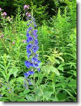 Foto:VYSOK A NZK TATRY:straka