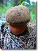 Foto:VYSOK A NZK TATRY: