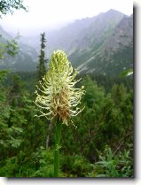 Foto:VYSOK A NZK TATRY:jitrocel kopinat