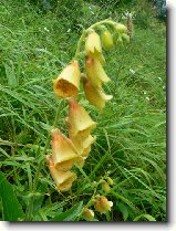 Foto:VYSOK A NZK TATRY:nprstnk lut