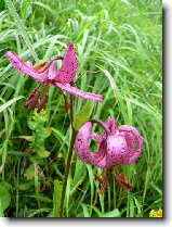 Foto:VYSOK A NZK TATRY:lilie zlatohlav