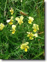 Foto:VYSOK A NZK TATRY:violka roln