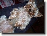Foto:Fotky z ��jna 2008: