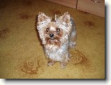 Foto:Fotky z listopadu 2008: