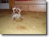 Foto:Fotky z listopadu 2008:
