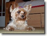 Foto:Fotky z listopadu 2008: