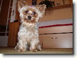 Foto:Fotky z listopadu 2008:
