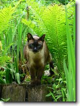 Foto:Filpek :-)stle krsn: