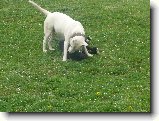 Foto:Bul��� hry...:M�am m�am dobr� ucho