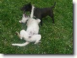 Foto:Bul��� hry...:Klu�i�� bitka za��n� :)